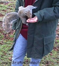 Squirrel Picture